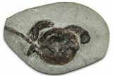 Eocene Fossil Crab (Pulalius) - Washington State #349485-1